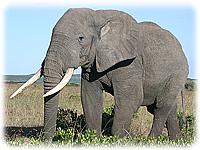 Just one of a herd of elephants walking on the Maasai Mara.