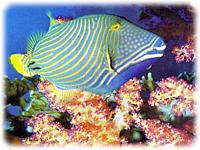 Coral and fish at Ras Mohammed